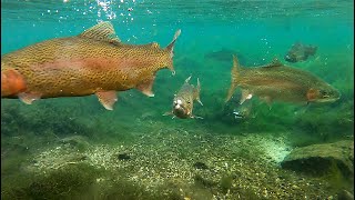 Feeding Big Trout  Underwater GOPRO view of Dykeman Trout Pond [upl. by Aromat]