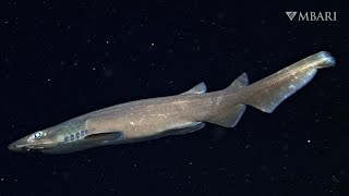 Deepsea catsharks are the largest family of living sharks [upl. by Ibrek]