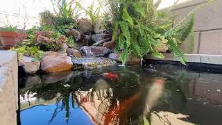 300 gallon koi pond [upl. by Imis517]