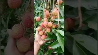 lichi ka garden kya 👀😍😋satisfying short yammy [upl. by Eada]