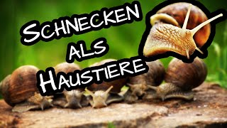 Achatschnecken Haltung 🐌 Terrarium oder Aquarium einrichten [upl. by Arlon737]