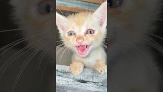 Angry cat sound  baby cat crying  adorable cat voice  shorts cat catsound meow [upl. by Opiak500]