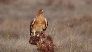 Bonellis eagle Aquila fasciata [upl. by Deonne119]