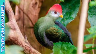 10 Especies de aves Turaco más hermosas [upl. by Pompei]