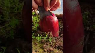 satisfying red radish harvest shorts farming agriculture garden [upl. by Womack]