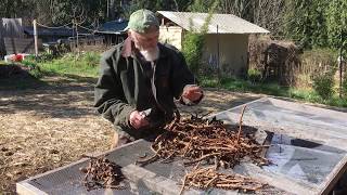 How to Grow Licorice Root with Michael Pilarski quotSkeeterquot [upl. by Cullan]