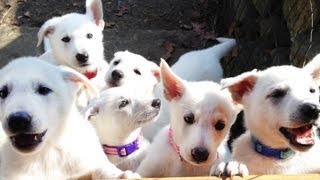 Barking White German Shepherd Puppies [upl. by Perle]