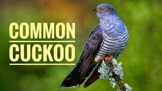 Common Cuckoo bird Sound Call Voice [upl. by Allegna]