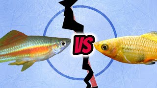 Fish Faceoff Swordtail v Platy [upl. by Arratoon512]