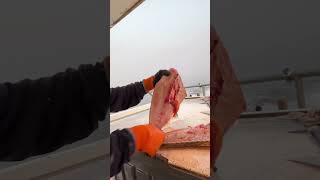 How to fillet big tilefish part 1 kingkonadventure [upl. by Magdaia]