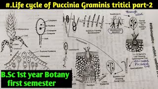 Puccinia Graminis tritici life Cycle part2  BSC first year Botany first semester [upl. by Samala]