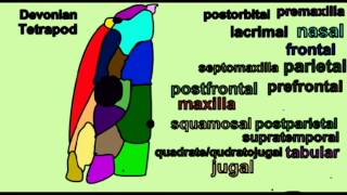 PL1 EVOLUTION OF TETRAPODS SKULL [upl. by Ogawa289]