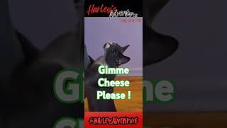 Cat Wants Cheese HarleysAdventure cheese catfoods funnyshorts [upl. by Kermie737]