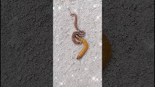 Worms farming 🪱  superworm life cycle 🐛  superworm youtube worms mealworms shortclips nature [upl. by Grissom]