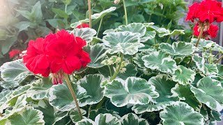 How to Root Geranium Cuttings amp Preparing Plants to Take Indoors  Early Fall 2021 [upl. by Klotz]