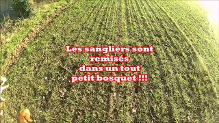 Battue aux sangliers 2018 [upl. by Nnairol]