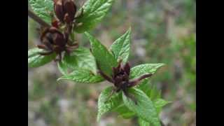 Plant portrait  Carolina allspice Calycanthus floridus [upl. by Pavier16]