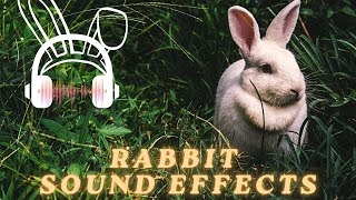 Rabbit sound effect  Rabbit sound  Animal sounds [upl. by Trauts376]