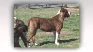 American Allaunt Dog breed [upl. by Nolyak]