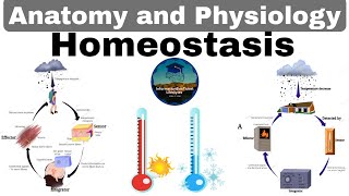 Homeostasis  Anatomy and Physiology Lectures  Unit 1 The Body As A Whole Part 4 [upl. by Aubrette216]