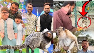 TV CHANNEL PE MARMOSET MONKEY LE GAE shirazi786 CutePathanAhmadShah [upl. by Brunhilde]