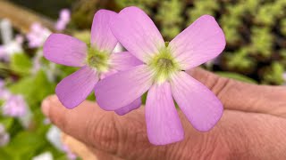 Growing Mexican pinguicula [upl. by Colan]