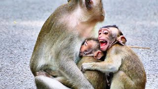 Mom monkey not allow big baby monkey get milk like smaller baby monkey [upl. by Trescha]