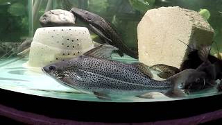 Dourada catfish tank update synodontis 4line pim hampala sinensis dempsey etc [upl. by Convery]