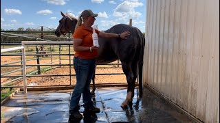 Washing A Horse With The Bioveta QUAD Equine Blend Grooming Kit…The Complete Video 💦 [upl. by Ailegnave571]