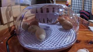 Chicken hatching Streaming Live from my GoPro [upl. by Ghiselin]