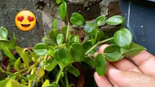 Como fazer mudas da peperomia pendente🌿 [upl. by Yves]