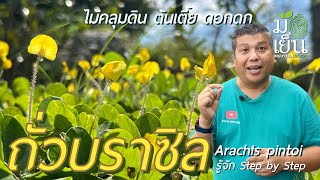 ถั่วบราซิล ไม้คลุมดิน ต้นเตี้ย ดอกดก เลี้ยงง่าย Arachis pintoi [upl. by Aryajay937]