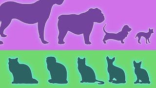 Dogs vs Cats The Diversity Paradox [upl. by Sylas498]