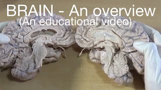 BRAIN  An overview An educational video [upl. by Favianus]