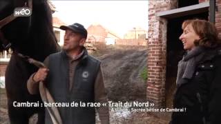 Cambrai le berceau de la race Trait du Nord [upl. by Culver]