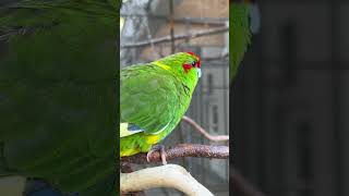 RedCrowned Parrot Sounds Beautiful Bird Chirping sounds birds parrotlovers shorts birds yt [upl. by Leirol272]