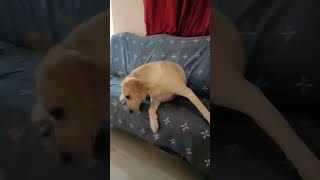 Alsi cooky 😂labrador doglover comedy youtubeshort viralvideo kajalmishraofficial03 ❤️ [upl. by Enialehs349]