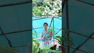 Swiss Cheese Indoor plants  Plants for prosperity  ClassicTV  plants indoorplants trending [upl. by Rese]