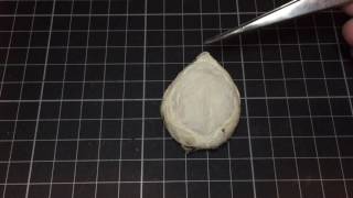 金屬藍拆繭 Cyriopagopus lividus Egg sac 2 [upl. by Nallek]