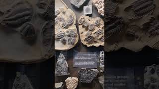 Trilobite fossils at Royal Ontario Museum trilobite [upl. by Onitnevuj]