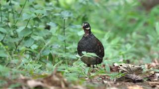 making call  Malaysian Hill Partridge 砍氏山鹧鸪 Alert Alert [upl. by Aznaed]