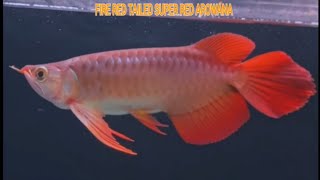 FIRE RED TAILED SUPER RED AROWANA [upl. by Annehs]