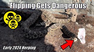 Upset Rattler Strikes  Early 2024 Flipping and Hiking For Snakes [upl. by Almeria]