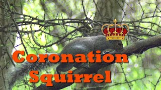 ROYAL SQUIRREL BANQUET [upl. by Morie739]