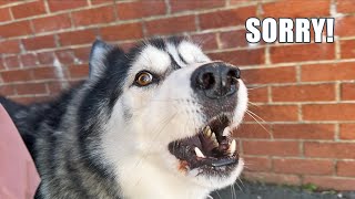 Husky PERFECTLY Says Heartfelt SORRY in English [upl. by Bilicki]