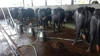 Delaval Buffalo milking machinedairyfarming delaval cowfarming hfcow buffalo buffalovideo [upl. by Airal]