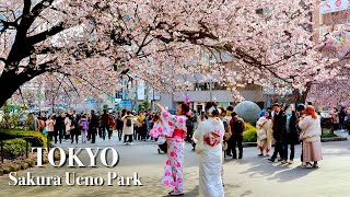 Tokyo Ueno Park  Cherry blossoms in early March【上野公園】 explorejapan japan 4k [upl. by Leivad]