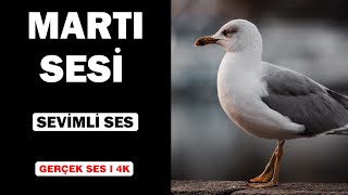 Gerçek Martı Sesleri  Yüksek Kalite  Sevimli Martı Ses Deneyimi  4K [upl. by Nerhe53]