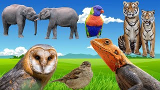 Animal World  Animal Planet  Animal Sounds  Familiar Animals  Bustling Animals  Cutest Animals [upl. by Meredith836]