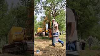 Revolutionary Tree Transplanting Tech Saving Trees by Moving Roots and All [upl. by Salokkin]